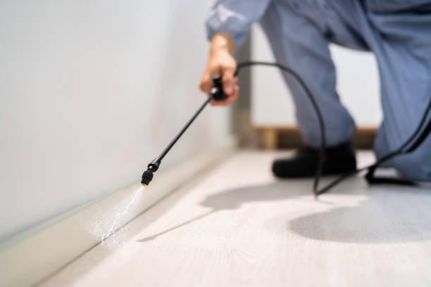 Best Wasp Removal Services  in Haledon, NJ