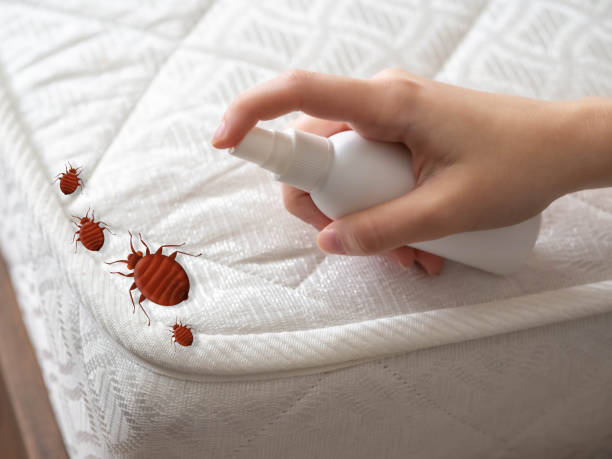 Best Termite Control Services  in Haledon, NJ